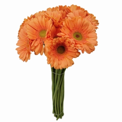 Gerbera mini CAVA