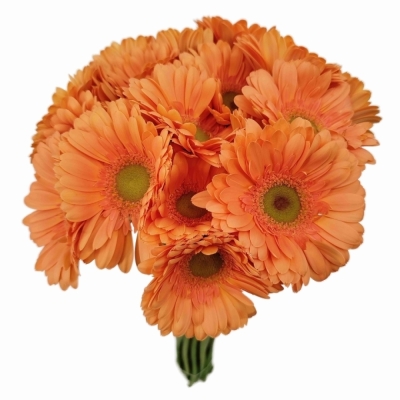 Gerbera mini CAVA