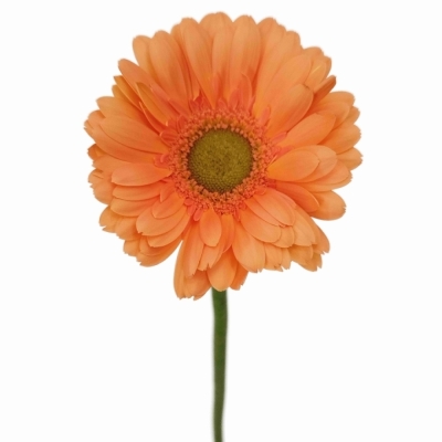 Gerbera mini CAVA
