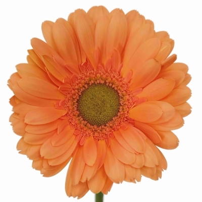 Gerbera mini CAVA (WATER)
