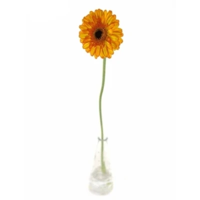 Gerbera mini DECORA