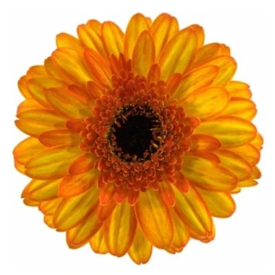 Gerbera mini DECORA (WATER)