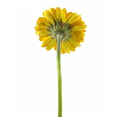 Gerbera mini DECORA