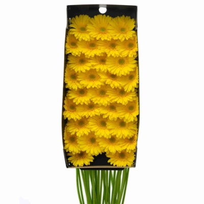 Gerbera mini EMOJI