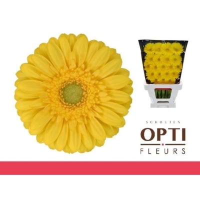 Gerbera mini EMOJI