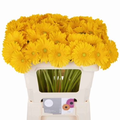 Gerbera mini EMOJI