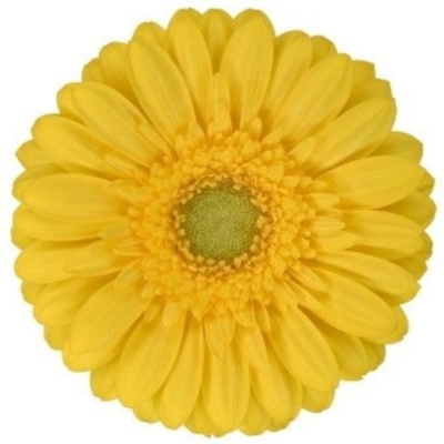 Gerbera mini EMOJI