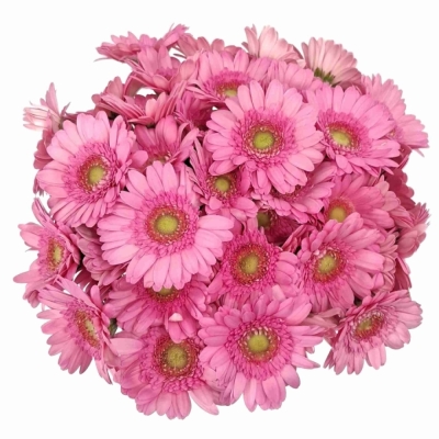 Gerbera mini FANCY
