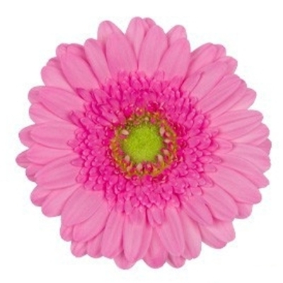 Gerbera mini FANCY (WATER)