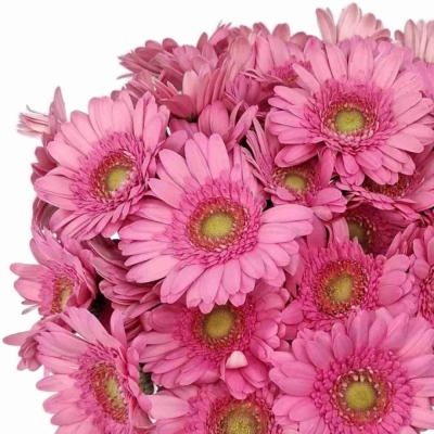 Gerbera mini FANCY