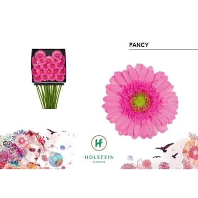 Gerbera mini FANCY