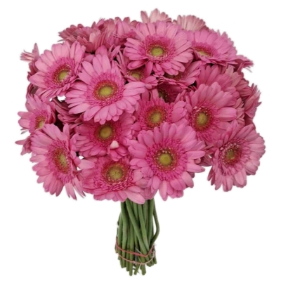 Gerbera mini FANCY