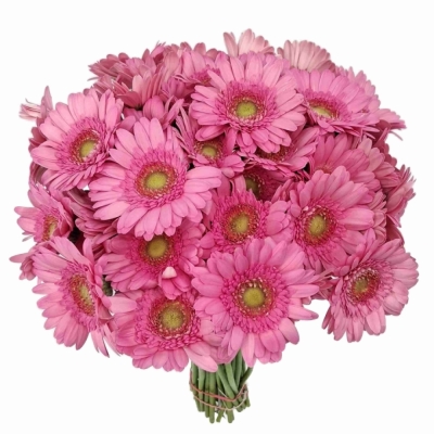Gerbera mini FANCY
