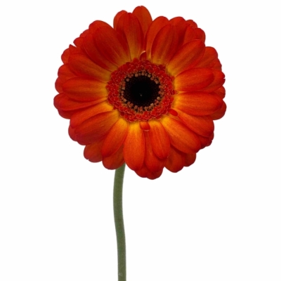 Gerbera mini FLAMAZING
