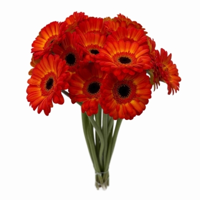 Gerbera mini FLAMAZING