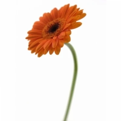 Gerbera mini FLAMAZING