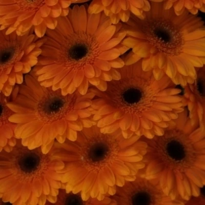 Gerbera mini FLAMAZING