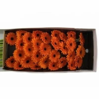 Gerbera mini FLAMAZING