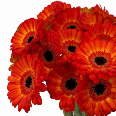 Gerbera mini FLAMAZING