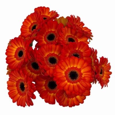 Gerbera mini FLAMAZING