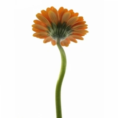 Gerbera mini FLAMAZING