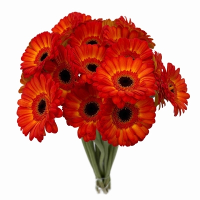 Gerbera mini FLAMAZING
