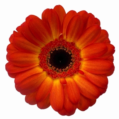Gerbera mini FLAMAZING (WATER)