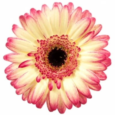 Gerbera mini HAPPY HOUR