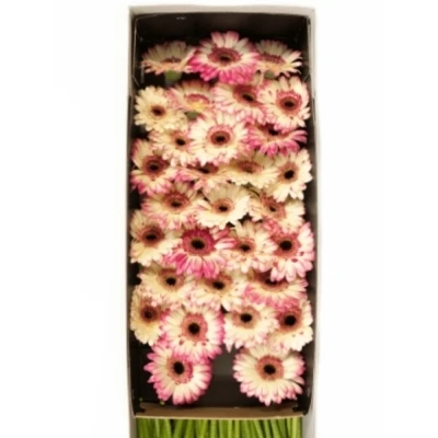 Gerbera mini HAPPY HOUR
