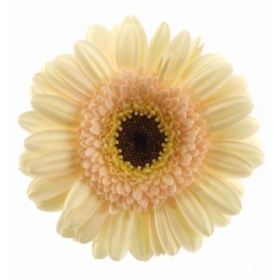 Gerbera mini HARVEYS