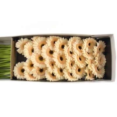 Gerbera mini HARVEYS