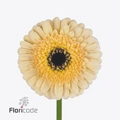 Gerbera mini HARVEYS (WATER)