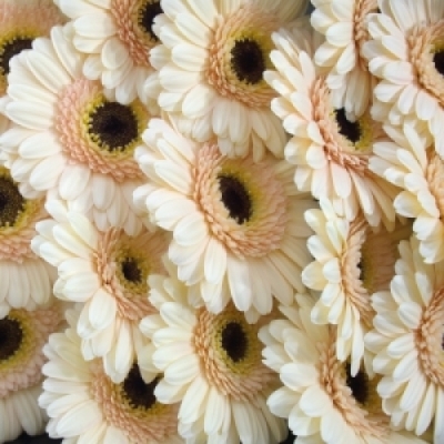 Gerbera mini HARVEYS