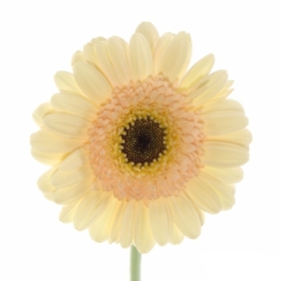 Gerbera mini HARVEYS