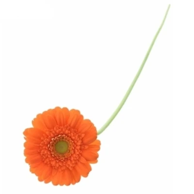 Gerbera mini HENRY