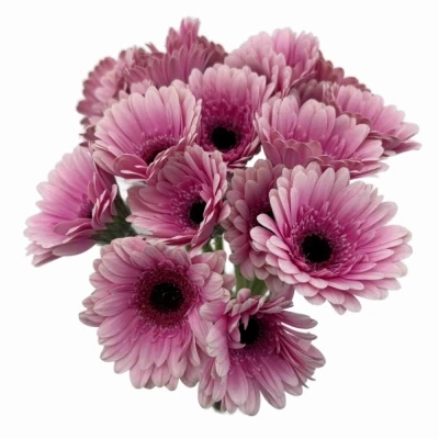 Gerbera mini HERRERA