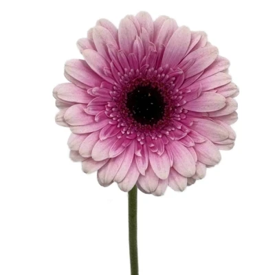 Gerbera mini HERRERA