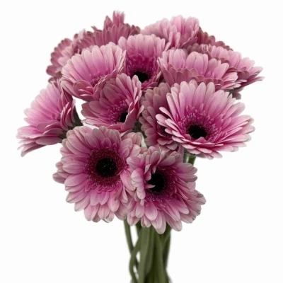 Gerbera mini HERRERA