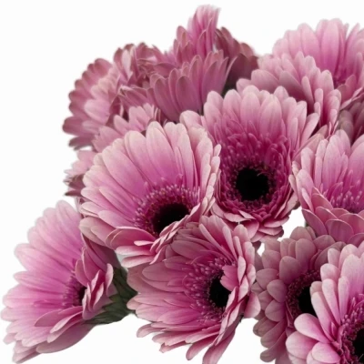 Gerbera mini HERRERA