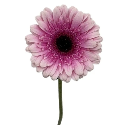Gerbera mini HERRERA
