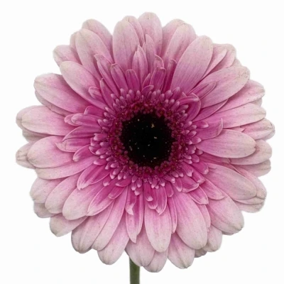 Gerbera mini HERRERA