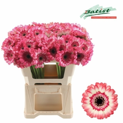 Gerbera mini JAGODA (WATER)
