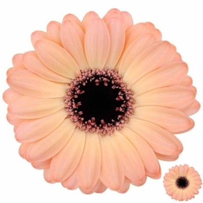 Gerbera mini JEDI