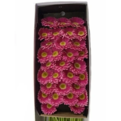 Gerbera mini JOSIE
