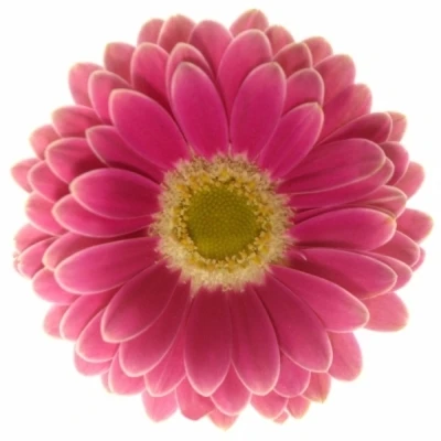 Gerbera mini JOSIE (WATER)