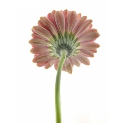 Gerbera mini JOSIE