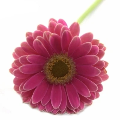 Gerbera mini JOSIE