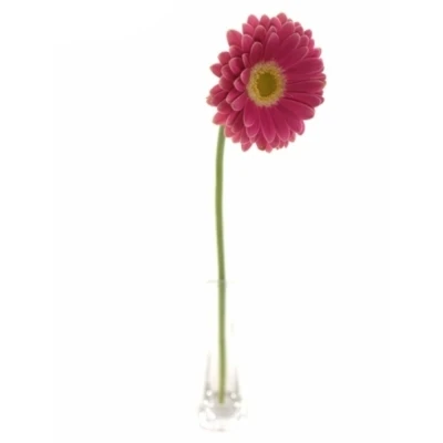 Gerbera mini JOSIE