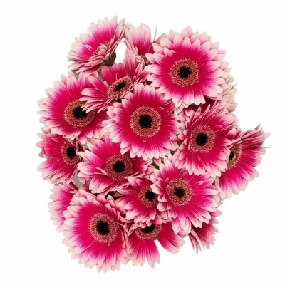 Gerbera mini KIAN
