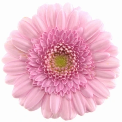 Gerbera mini KIRSTEY (WATER)